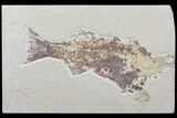 Bargain Mioplosus Fossil Fish - Uncommon Species #84230-1